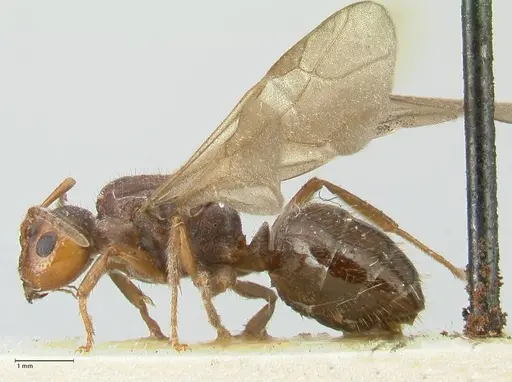 Notoncus capitatus - FOCOL2214-1