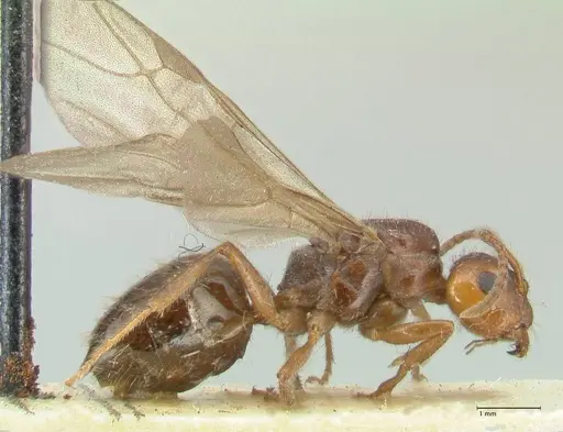 Notoncus capitatus - FOCOL2214-1