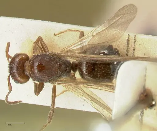 Notoncus capitatus - FOCOL2214-2