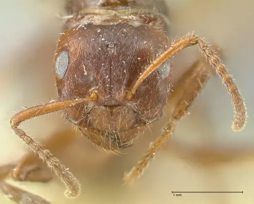 Notoncus capitatus - FOCOL2214-2