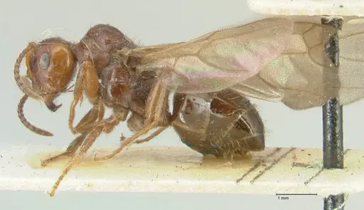 Notoncus capitatus - FOCOL2214-2