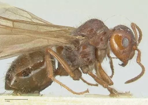 Notoncus capitatus - FOCOL2214-2