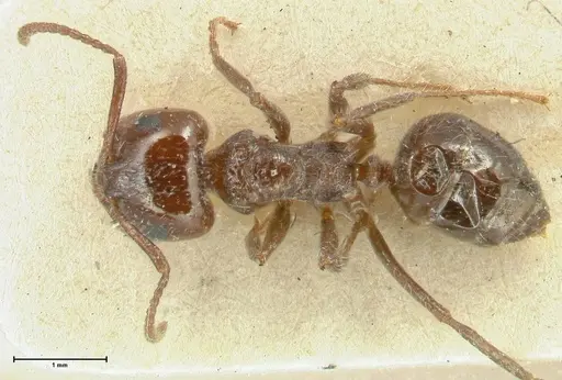 Notoncus capitatus - FOCOL2215-1