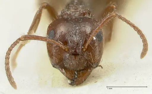 Notoncus capitatus - FOCOL2215-1