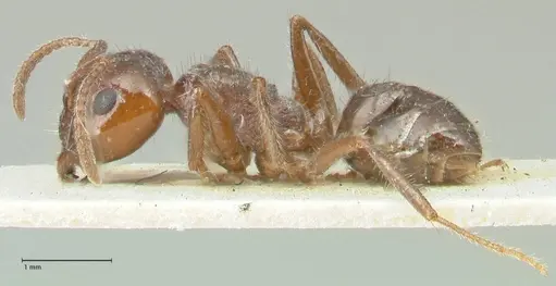 Notoncus capitatus - FOCOL2215-1