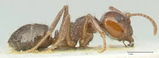 Notoncus capitatus - FOCOL2215-1