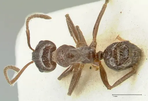 Notoncus capitatus - FOCOL2215-2