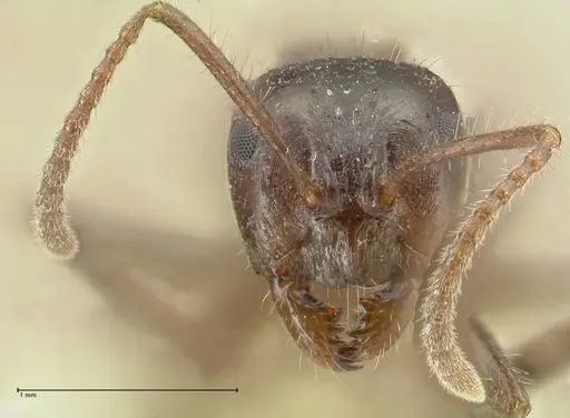 Notoncus capitatus - FOCOL2215-2