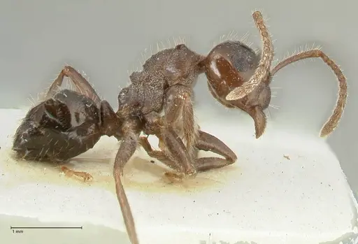 Notoncus capitatus - FOCOL2215-2