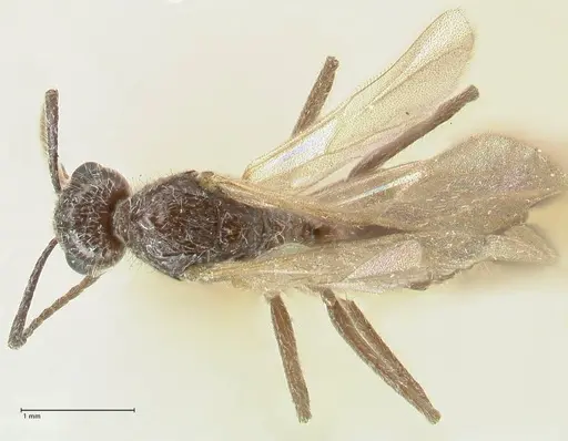 Notoncus capitatus - FOCOL2216