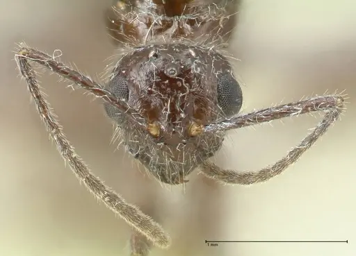 Notoncus capitatus - FOCOL2216