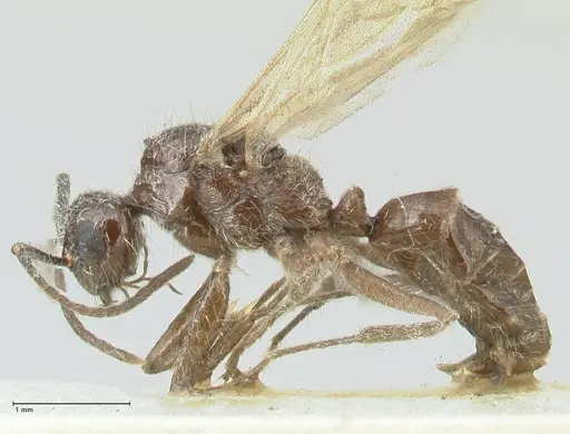 Notoncus capitatus - FOCOL2216