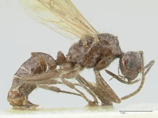 Notoncus capitatus - FOCOL2216