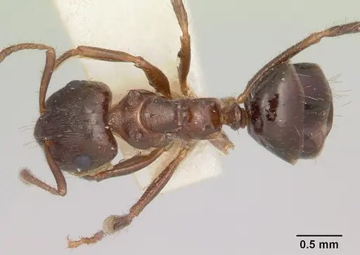 Notoncus ectatommoides specimen