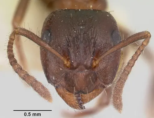 Notoncus ectatommoides specimen