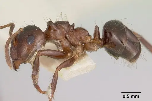 Notoncus ectatommoides specimen