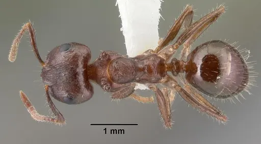 Notoncus ectatommoides - CASENT0010856
