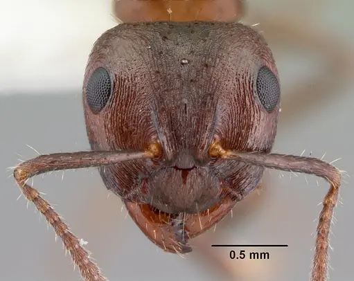 Notoncus ectatommoides - CASENT0010856