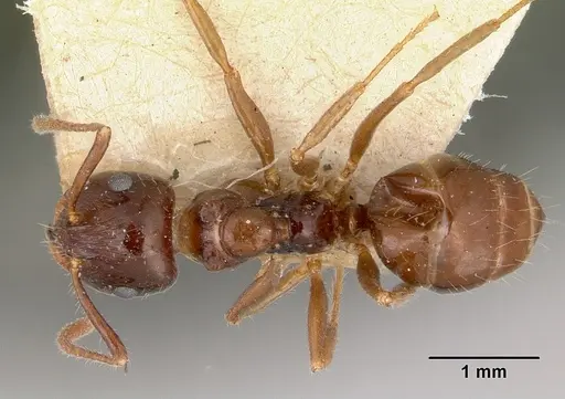 Notoncus ectatommoides - CASENT0172023