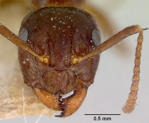 Notoncus ectatommoides - CASENT0172023