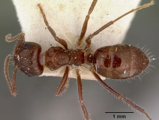 Notoncus ectatommoides - CASENT0172026