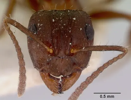 Notoncus ectatommoides - CASENT0172026