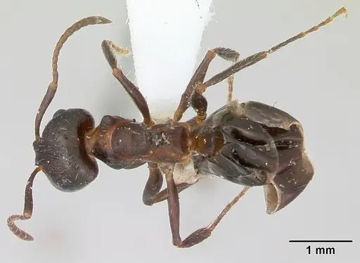 Notoncus ectatommoides - CASENT0173309