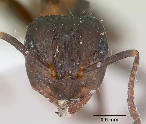 Notoncus ectatommoides - CASENT0173309