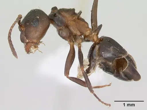 Notoncus ectatommoides - CASENT0173309