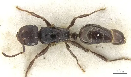 Notoncus ectatommoides - CASENT0903251