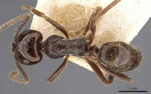 Notoncus ectatommoides - CASENT0909834