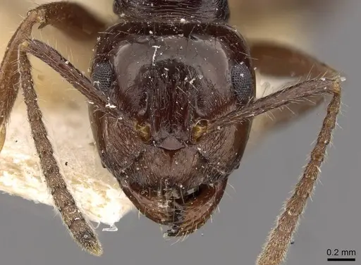 Notoncus ectatommoides - CASENT0909834