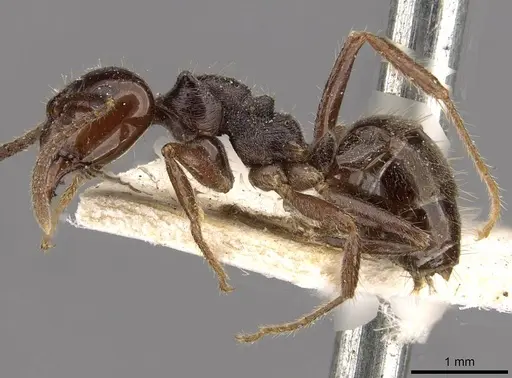 Notoncus ectatommoides - CASENT0909834