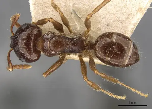 Notoncus ectatommoides - CASENT0909835