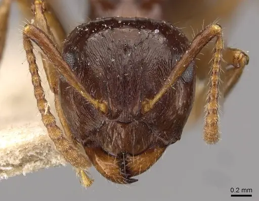 Notoncus ectatommoides - CASENT0909835