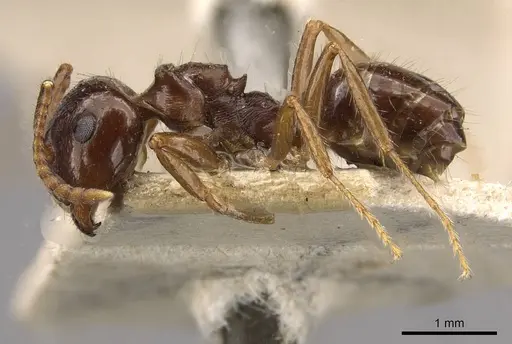 Notoncus ectatommoides - CASENT0909835