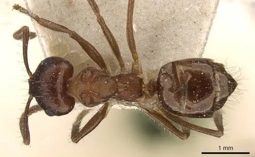 Notoncus ectatommoides - CASENT0909836