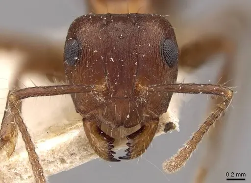 Notoncus ectatommoides - CASENT0909836