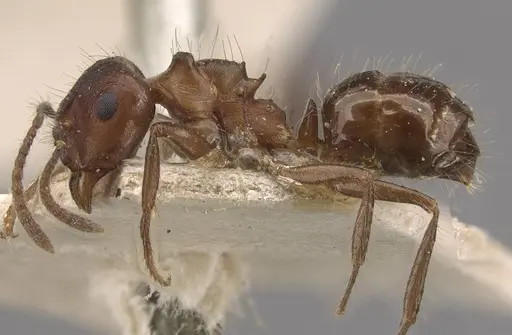 Notoncus ectatommoides - CASENT0909836