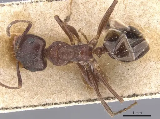 Notoncus ectatommoides - CASENT0913757