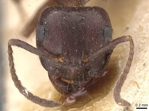 Notoncus ectatommoides - CASENT0913757