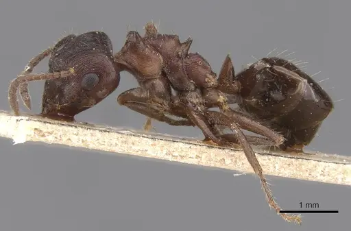 Notoncus ectatommoides - CASENT0913757