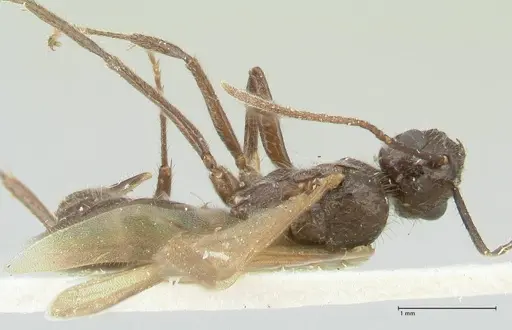 Notoncus ectatommoides - FOCOL2220