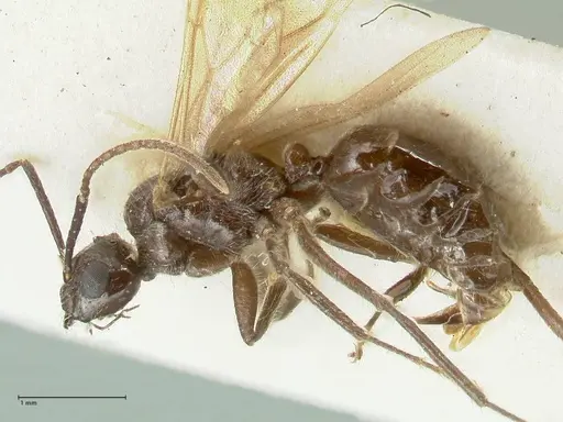 Notoncus ectatommoides - FOCOL2220