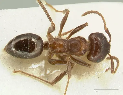 Notoncus ectatommoides - FOCOL2221