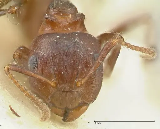 Notoncus ectatommoides - FOCOL2221