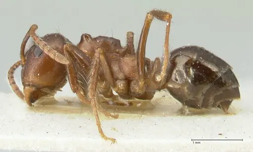 Notoncus ectatommoides - FOCOL2221