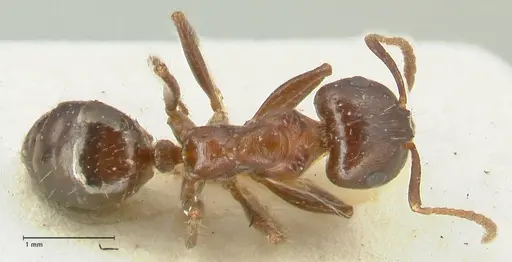 Notoncus ectatommoides - FOCOL2222