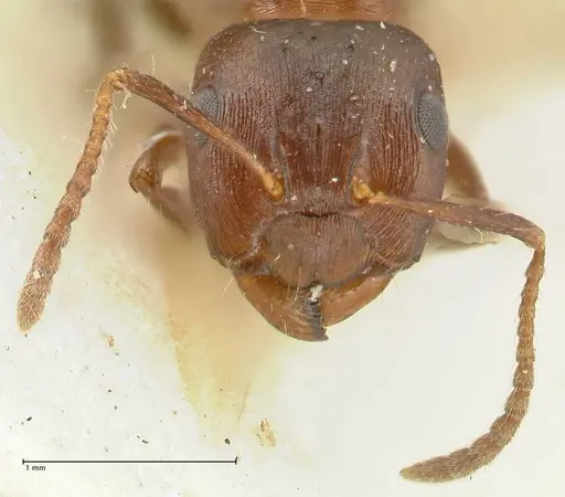 Notoncus ectatommoides - FOCOL2222