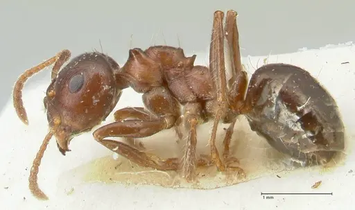 Notoncus ectatommoides - FOCOL2222